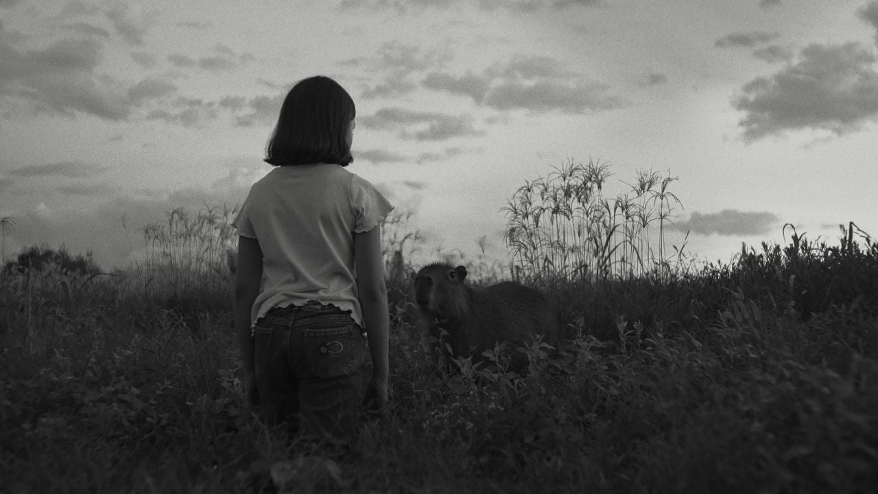 The appearance of the Wombat is one of the absolute highlights of