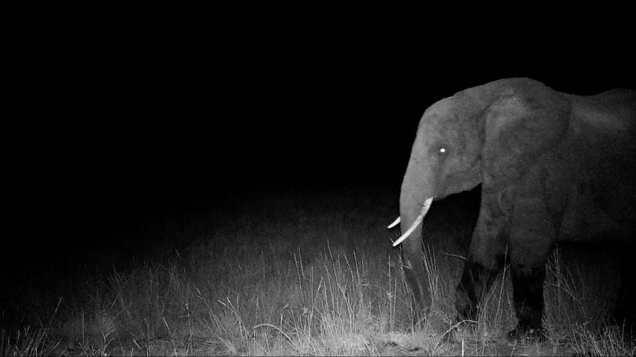 The elephants actually have something ghostly on the night vision pictures that appear again.