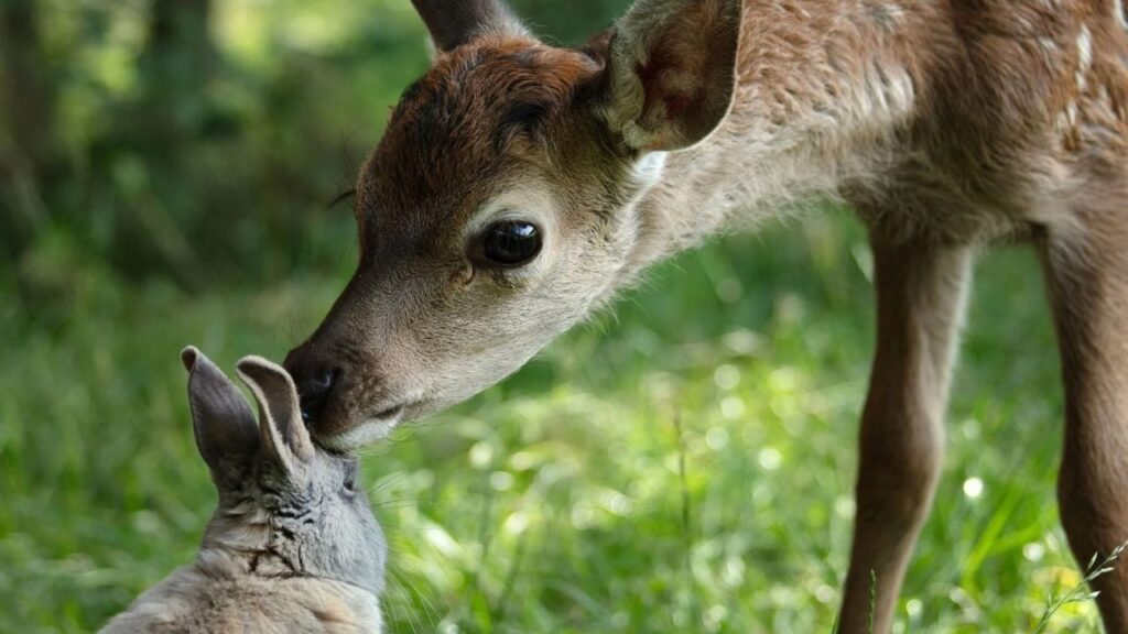 Bambi - a life story from the forest


 movie review