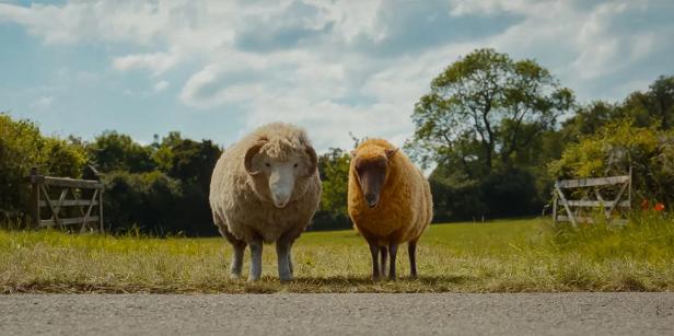 Two sheep from the sheep crime novel are standing on the side of the road