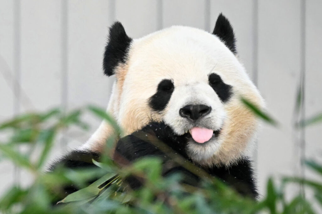 Hi Bao Li and Qing Bao! Expected Pandas Couple debut at the Washington National Zoo
