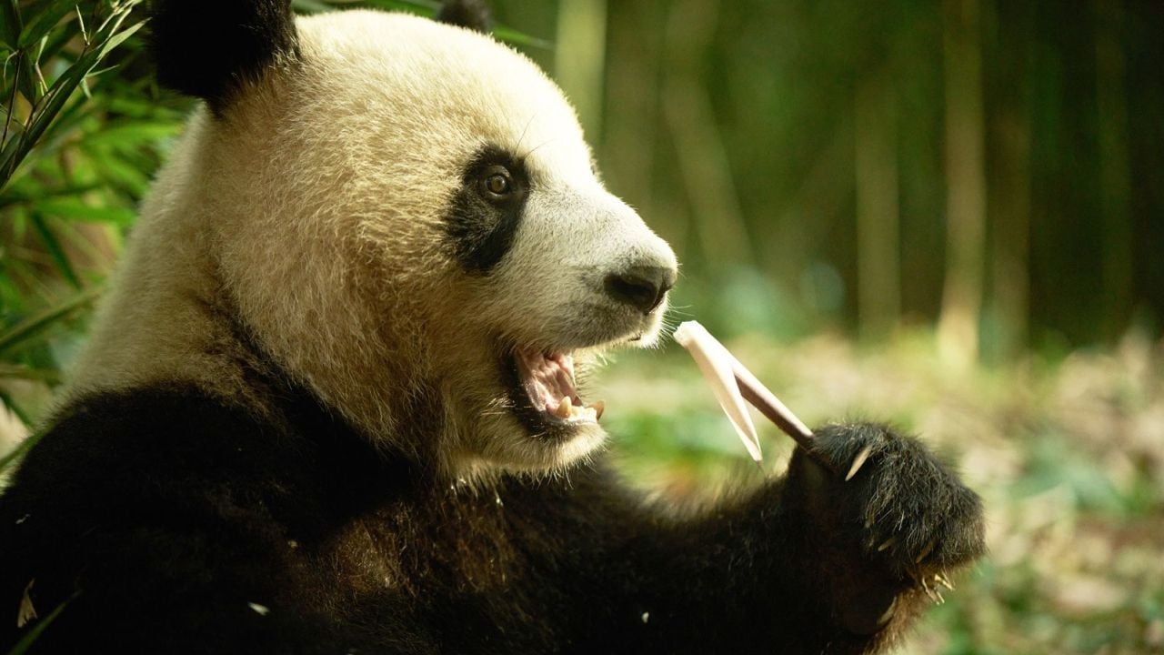 We would actually like to have seen a lot, much more from Panda Moon.