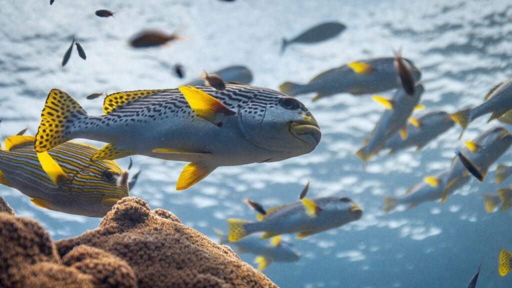 Ocean with David Attenborough


 movie review