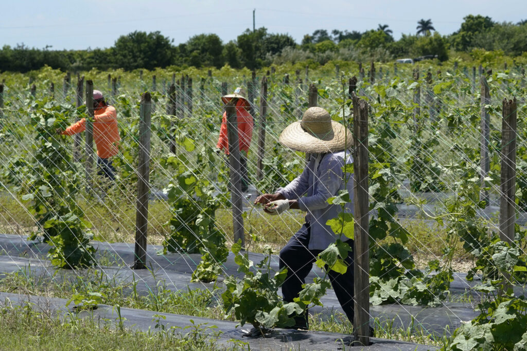 Undocumented farmers in South Florida, "very scared" of Trump's immigration policies