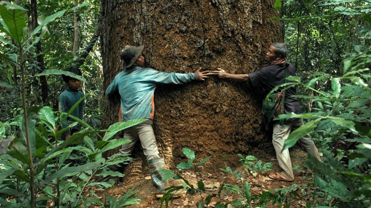 The Bunong are one with the natural world around them - but in the modern world they are forced to participate in the destruction of their own habitat.
