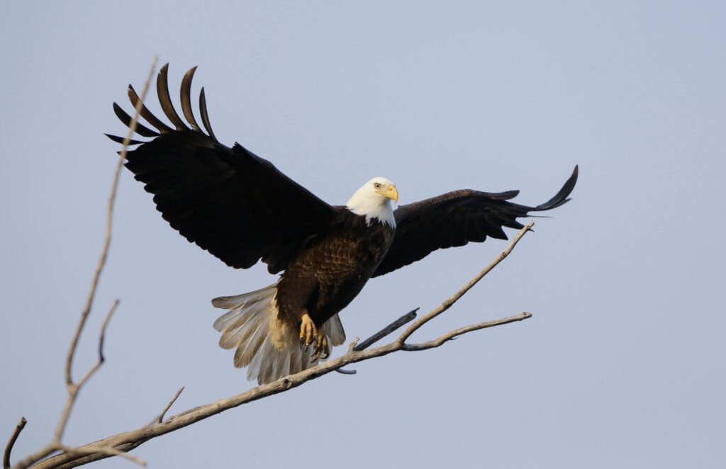 Where does the bald eagle live and how is it protected in the US?