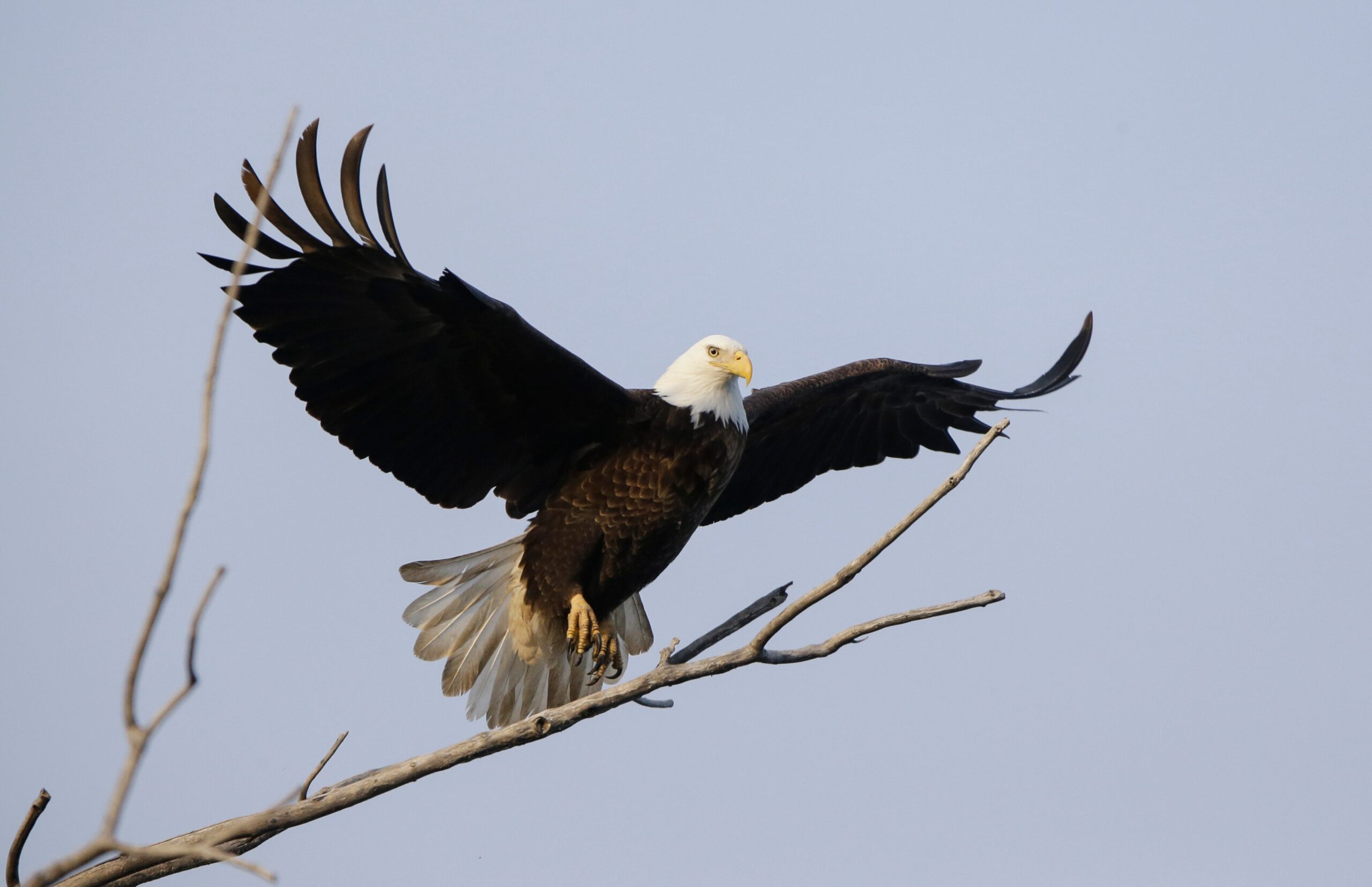 Where does the bald eagle live and how is it protected in the US?
